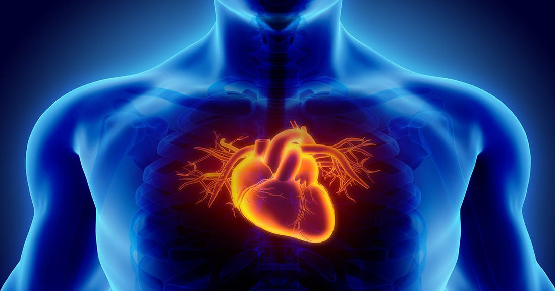 Heart Health: Effective Strategies to Strengthen Your Heart and Enhance Longevity